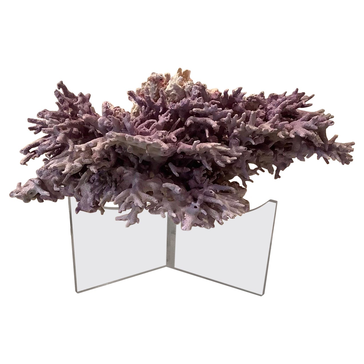 Natural Lavender/ Purple Coral For Sale