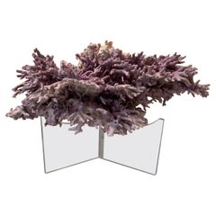 Natural Lavender/ Purple Coral