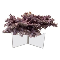 Natural Lavender/ Purple Coral