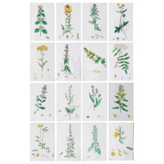 Set von 16 originalen antiken botanischen Drucken, um 1850