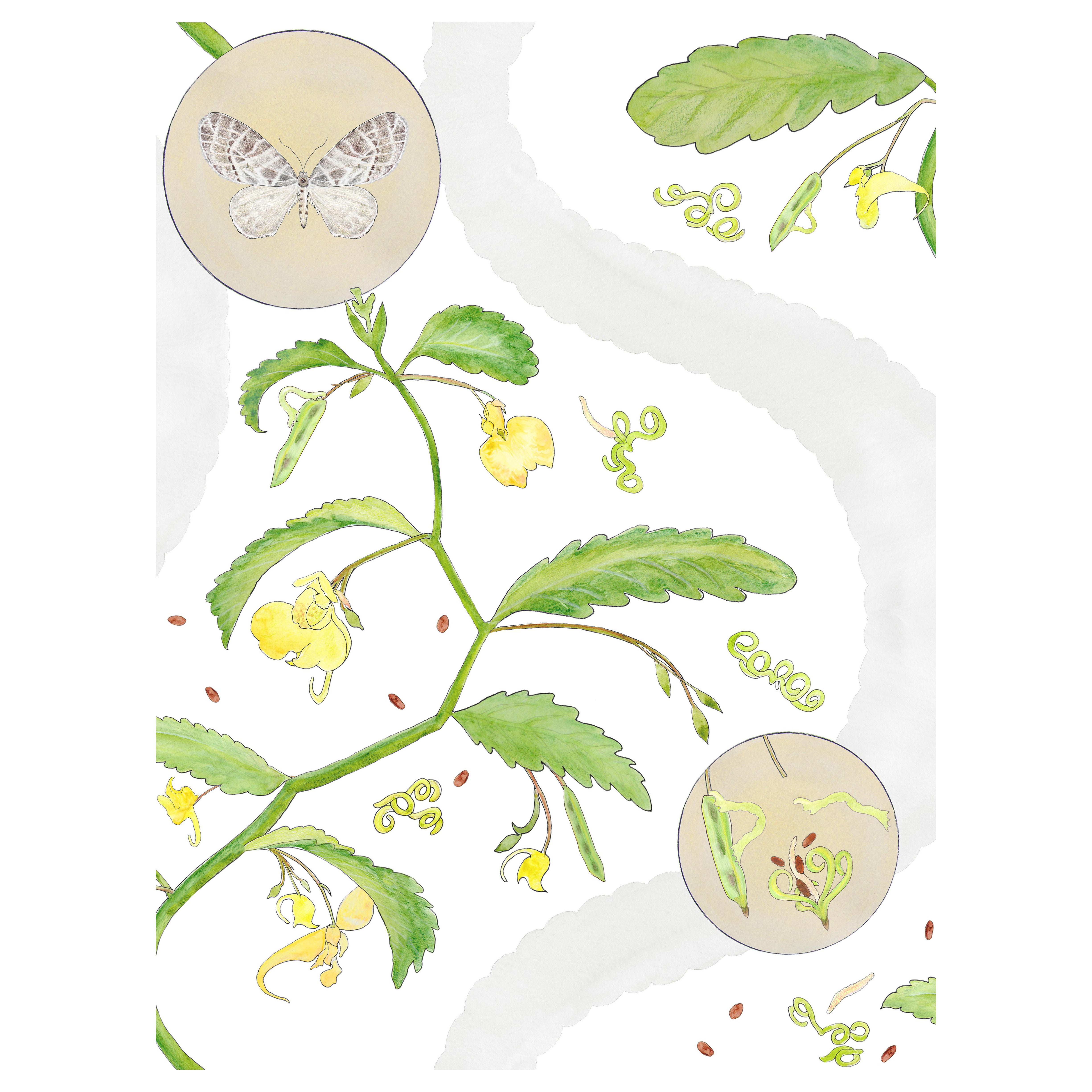 Papier peint Borrowdale Balsam Bowder Stone - Botanique, Nature, English Country