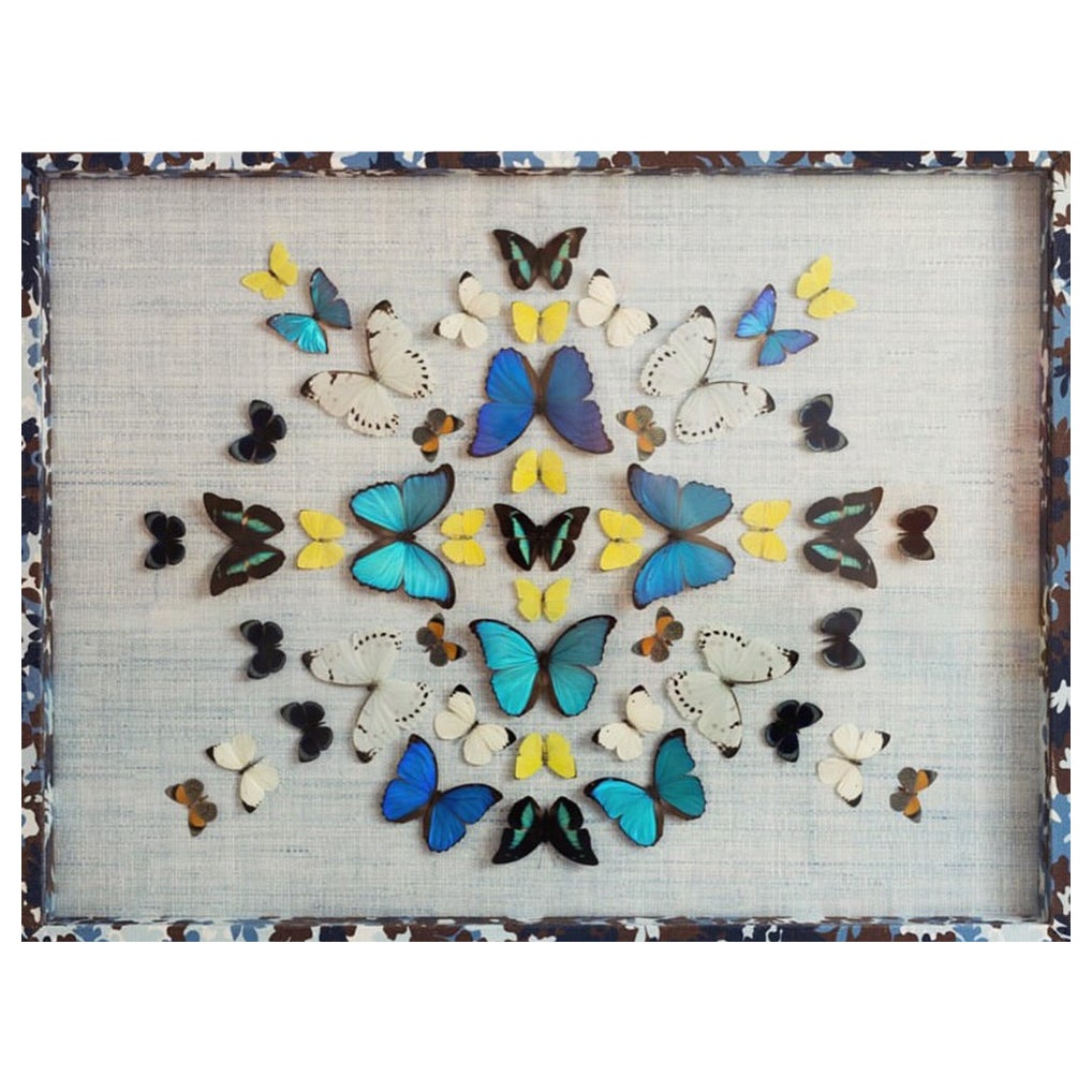 Collage de mariposas montado sobre papel azul claro de Branca, papel envuelto en marco