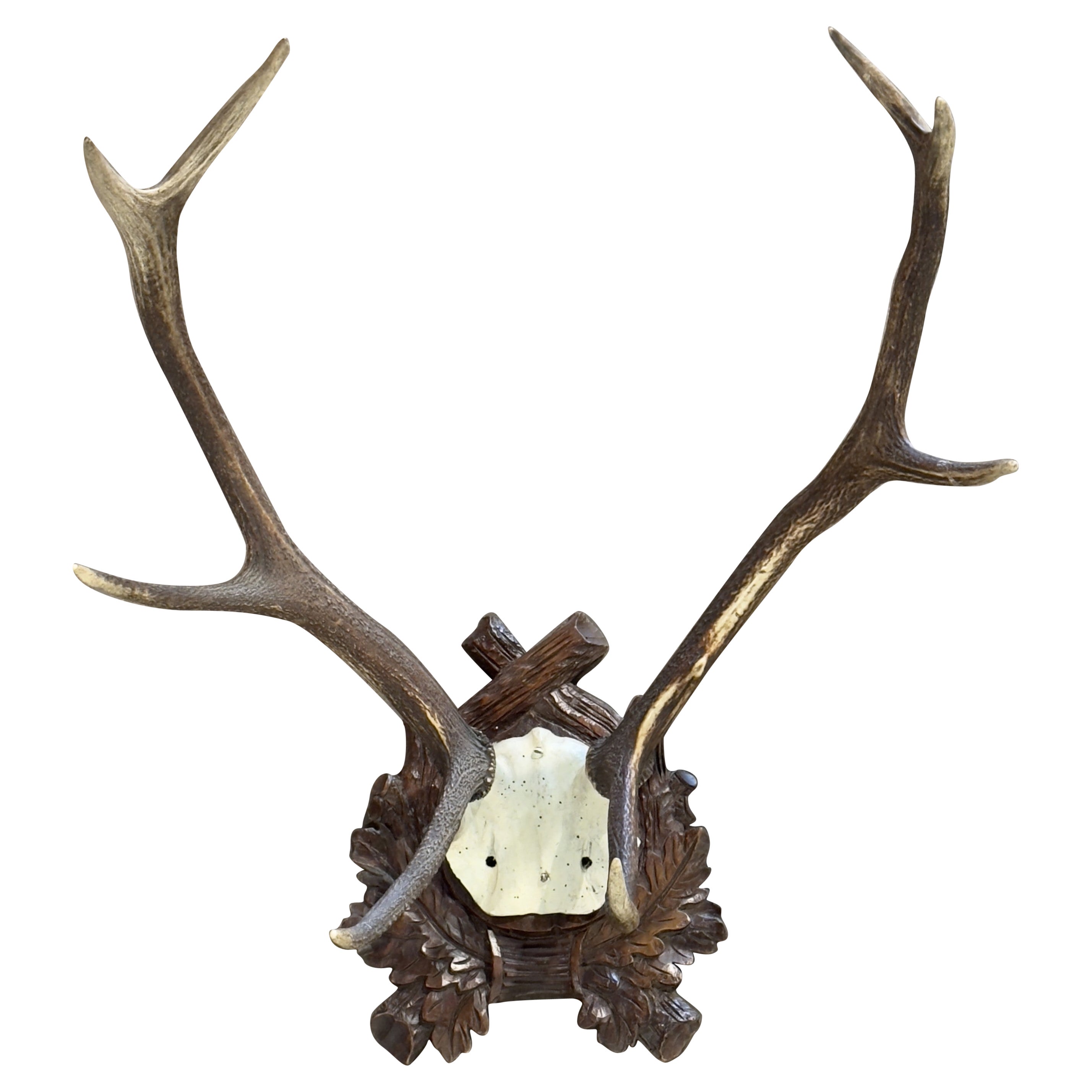 19th Century French Mounted Deer Antler Trophy on Carved Walnut Plaque