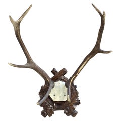 19th Century French Mounted Deer Antler Trophy on Carved Walnut Plaque