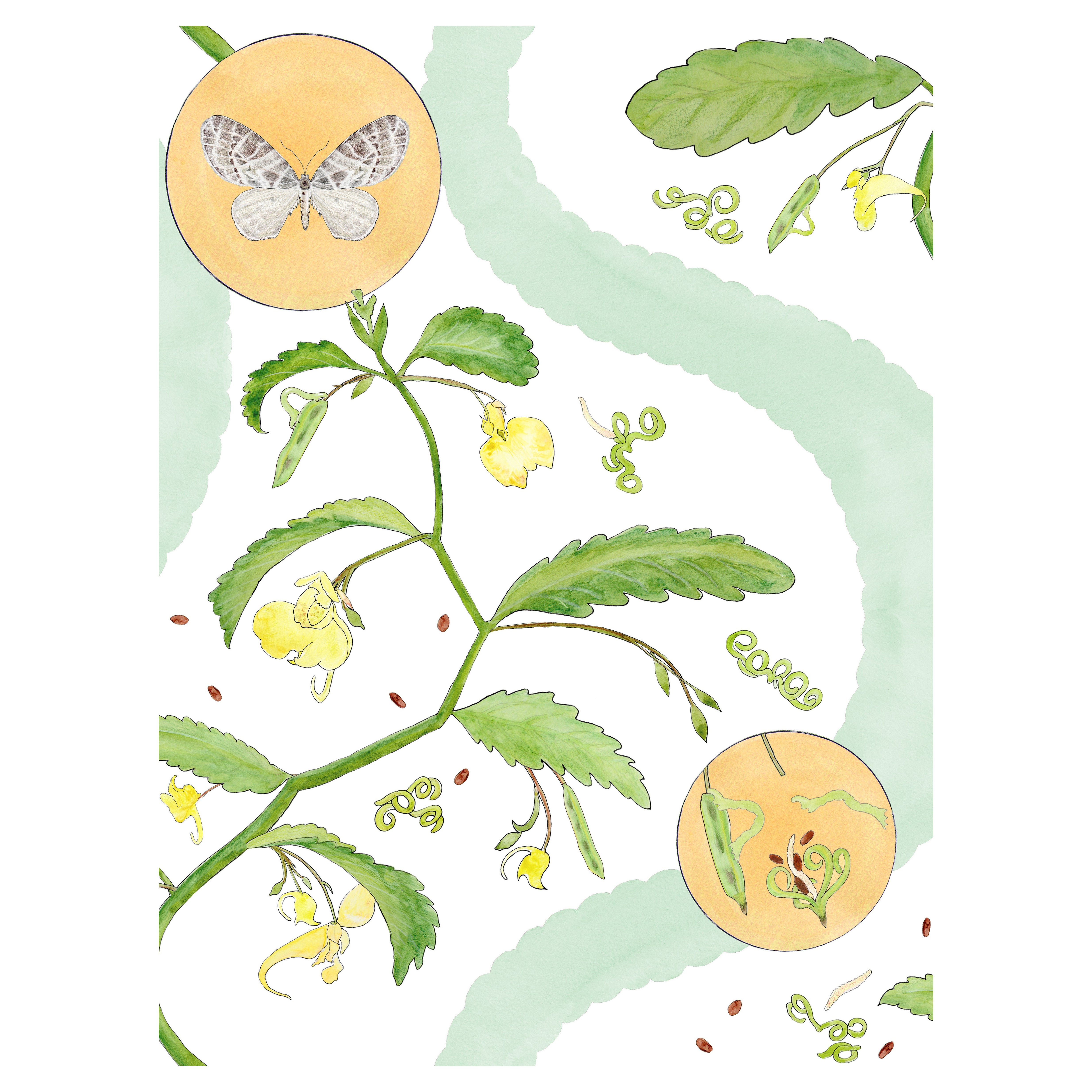 Borrowdale Balsam Wallpaper in Derwent Water - Botanical, Nature, English.