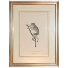 Framed Late 18th/ 19th Century Print "Le Loris Grele" by Jean Baptiste Audebert