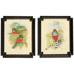 Pair of J. Gould Framed Prints by Hullmandel and Walton
