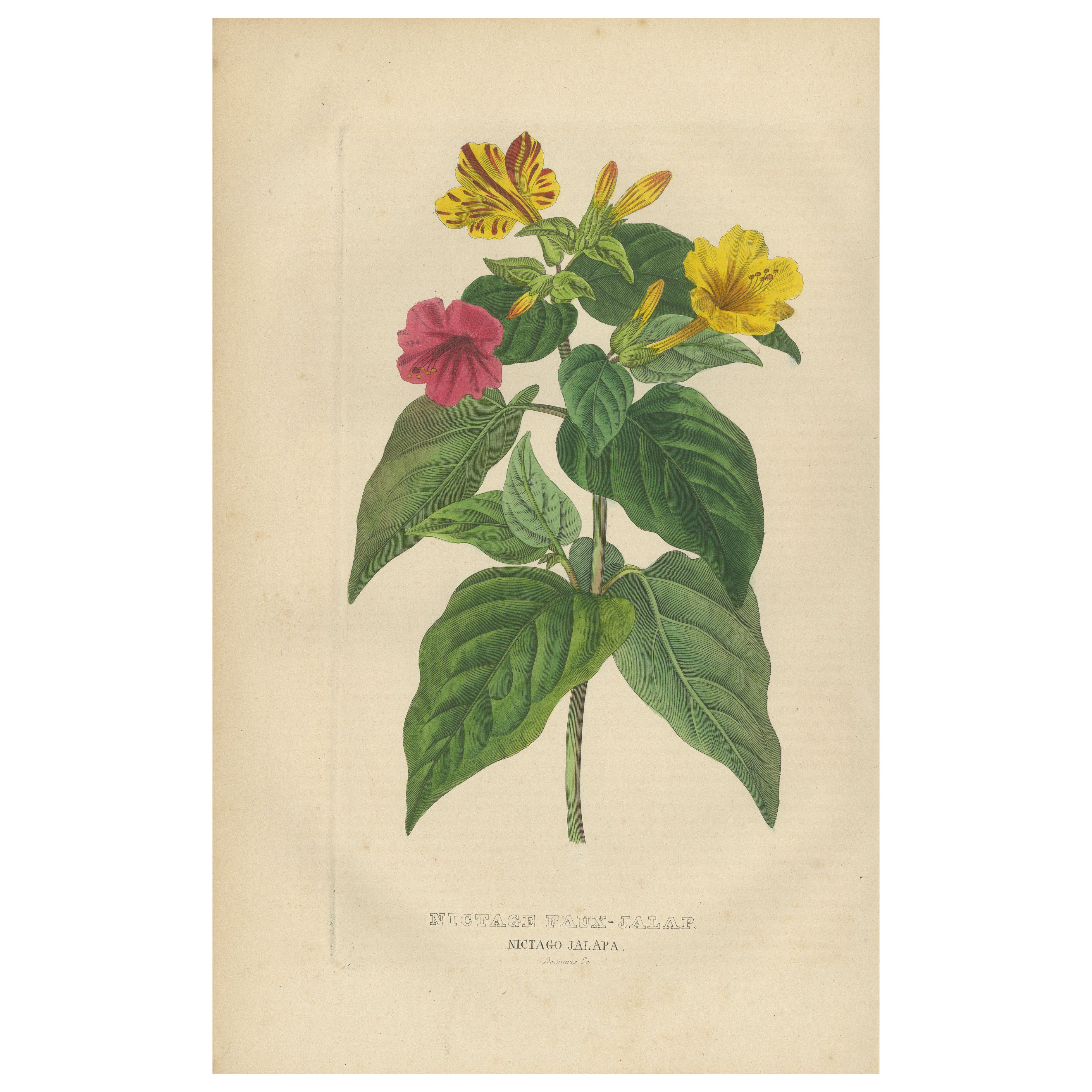 Nictago Jalapa (Maravilla de Perú) - Grabado botánico coloreado a mano, ca.1825