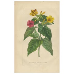 Nictago Jalapa (Marvel of Peru) – Hand-Colored Botanical Engraving, ca.1825