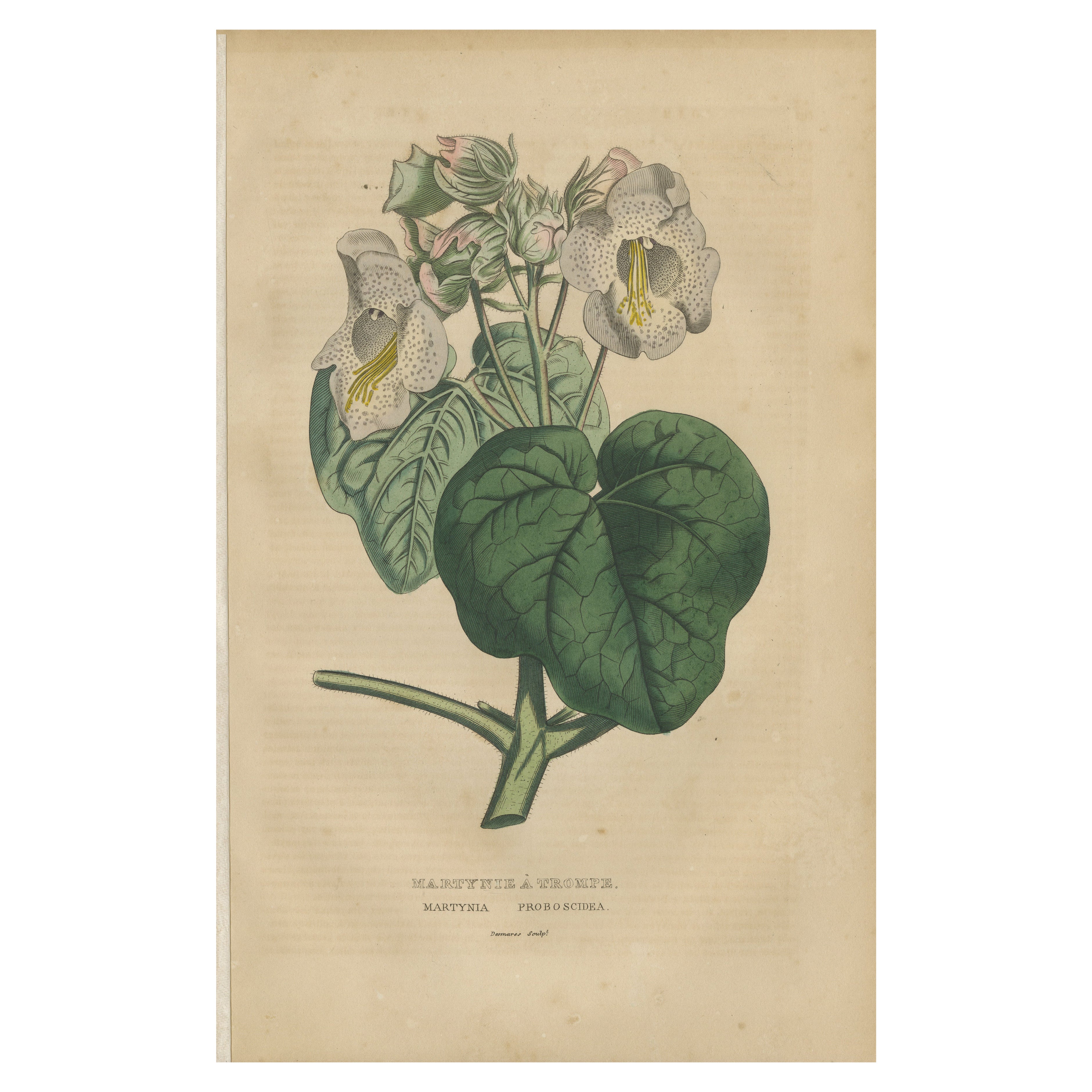 Martynia Proboscidea (Planta Unicornio) - Grabado botánico coloreado a mano, ca.1825