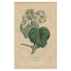 Martynia Proboscidea (Unicorn Plant) – Hand-Colored Botanical Engraving, ca.1825