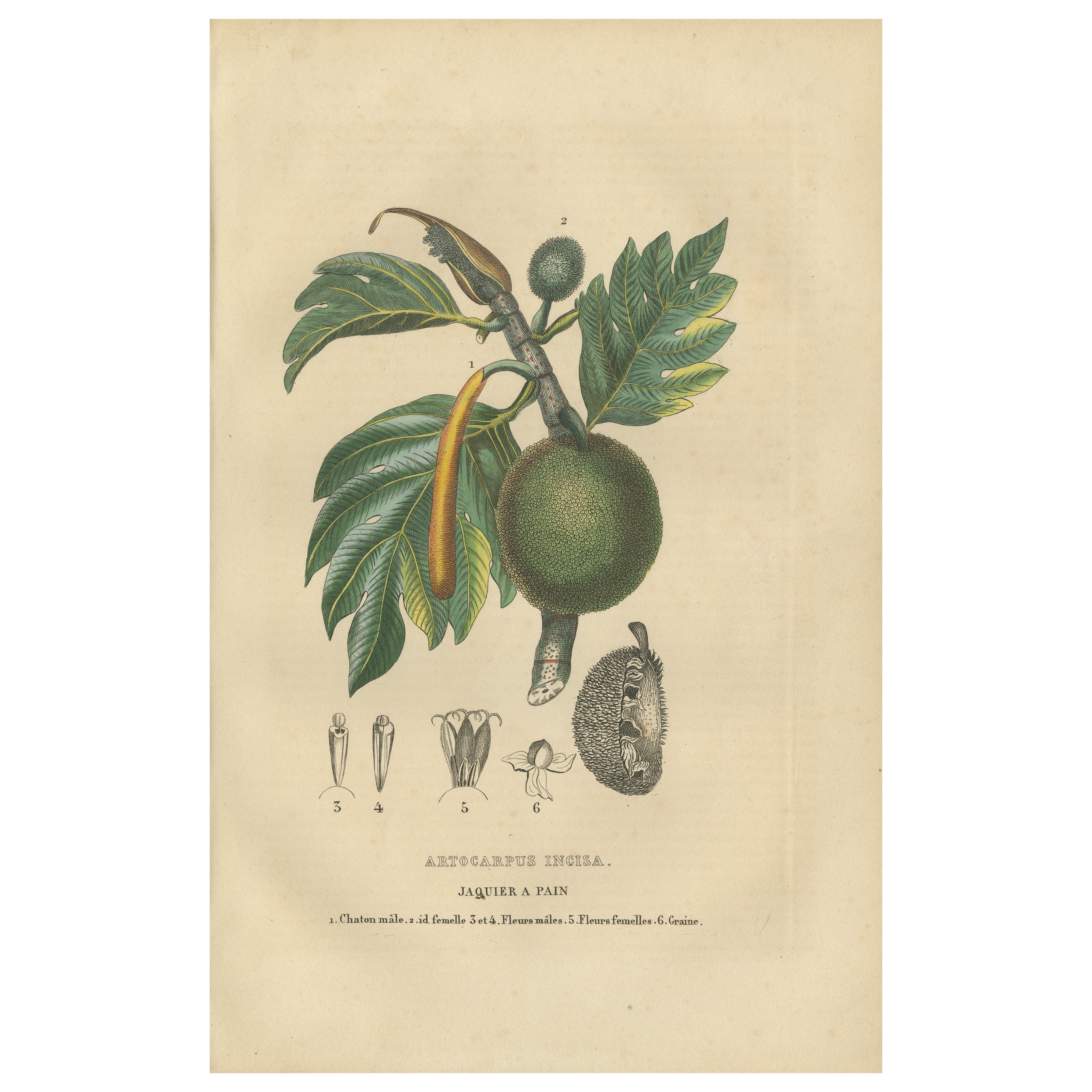 Artocarpus incisa (Árbol del pan) - Grabado botánico coloreado a mano, ca. 1825 en venta