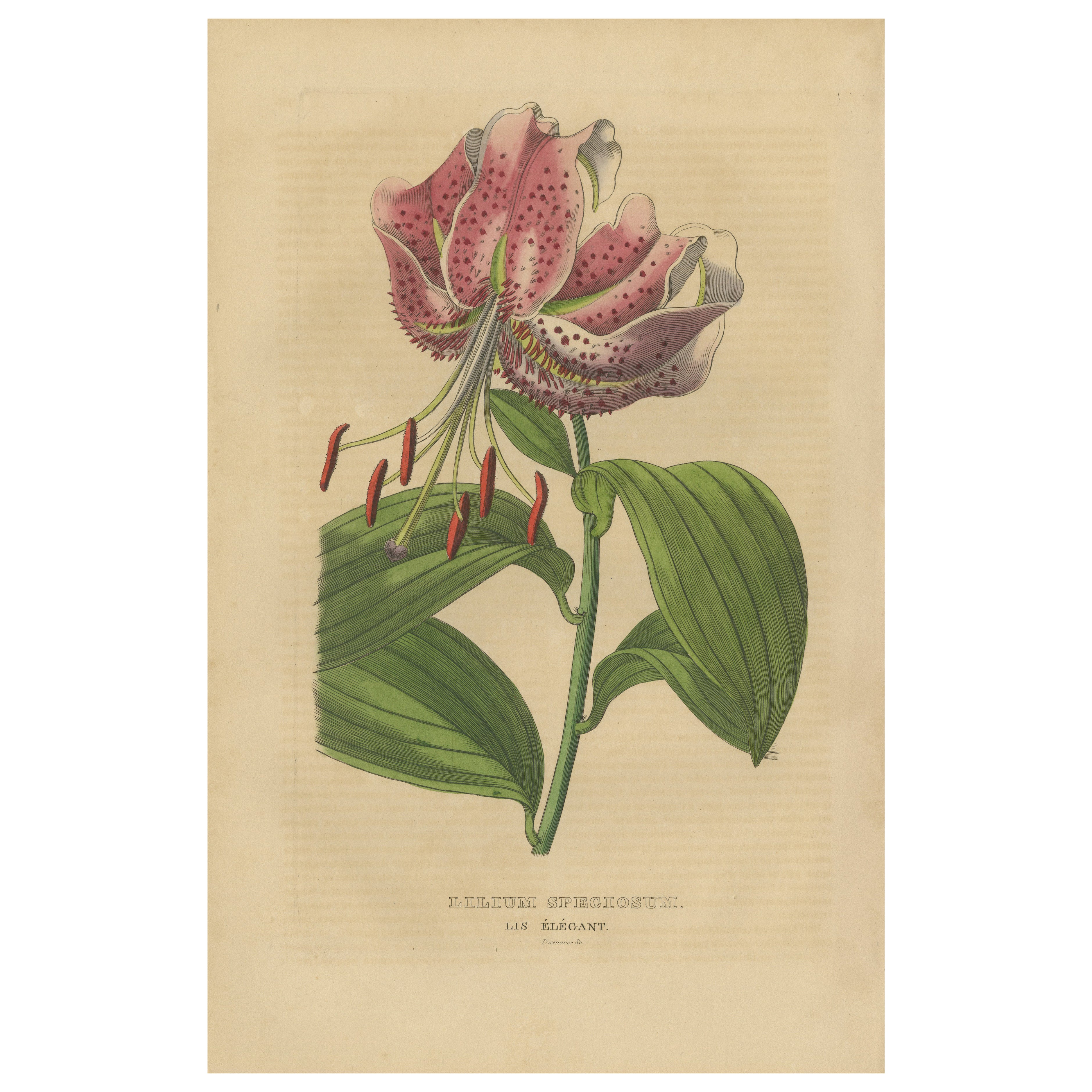 Lilium speciosum (Lirio elegante) - Grabado botánico coloreado a mano, ca.1825