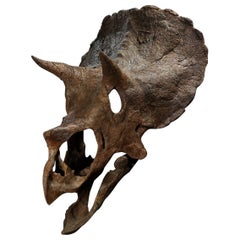 Juvenile Triceratops Skull ‘Maple’