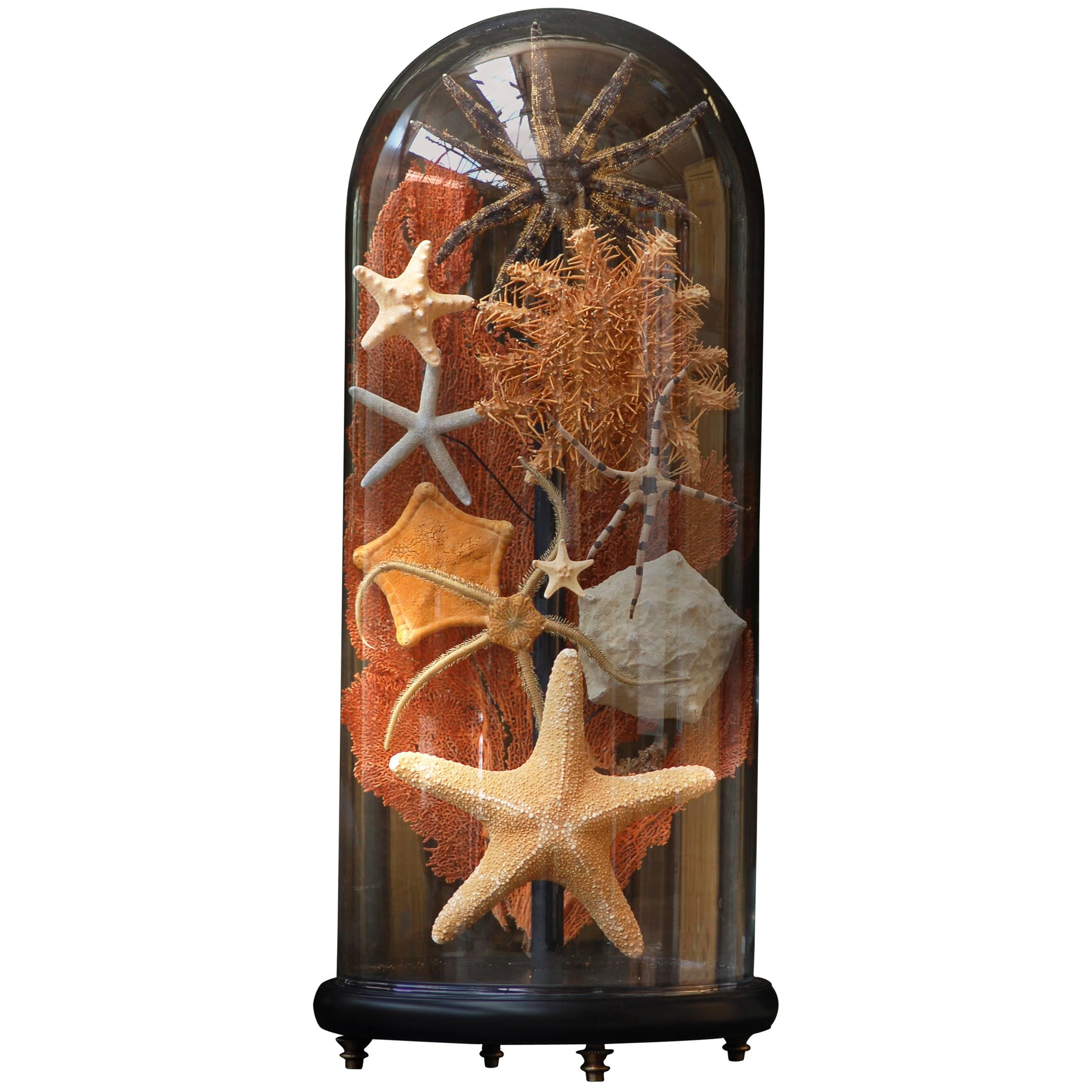 Collection of Various Shapes and Colors of Starfish For Sale