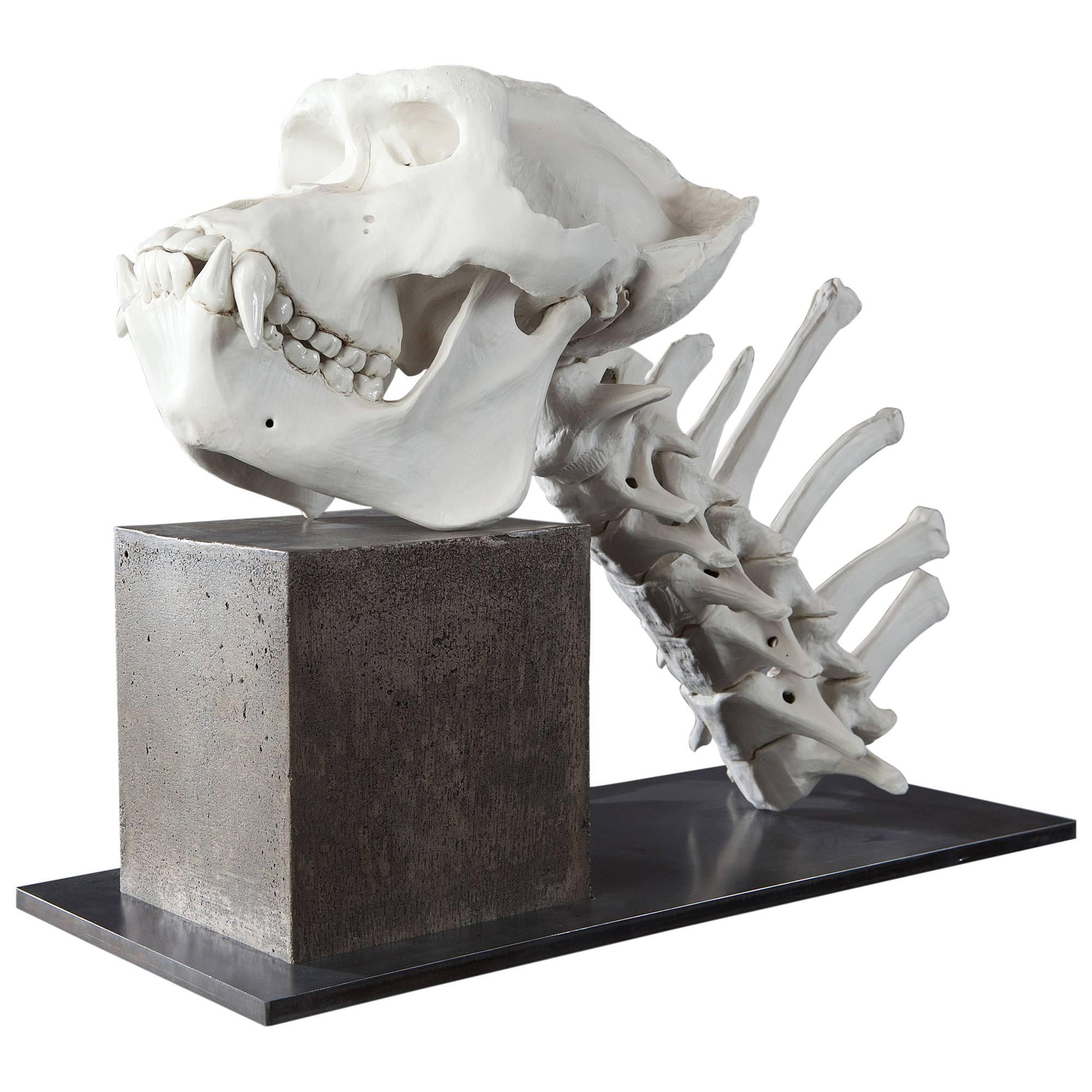 20th Century Biscuit Porcelain Gorilla Skeleton by James Webster For Sale