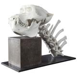 20th Century Biscuit Porcelain Gorilla Skeleton by James Webster