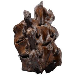 Vertebrae of a Straight Tusked Elephant 9