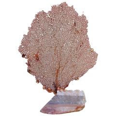 Decorated Red Mediterranean Sea Fan on Calcite Mineral Base
