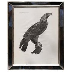 Antique French Large Engraving of an Eagle by Savigny