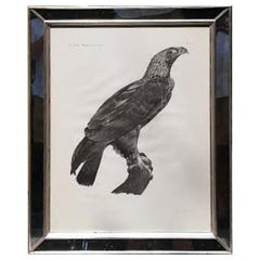 French Large Engraving of an Eagle by Savigny