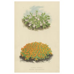 Bétoine de Corse et plante à perles de corail, estampe botanique coloriée à la main, 1874