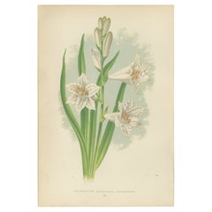 Paradise Lily (Anthericum Liliastrum), handkolorierter botanischer Druck, 1874