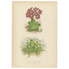 Primula Pedemontana und Alpine Toadflax, handkolorierter Druck, 1874