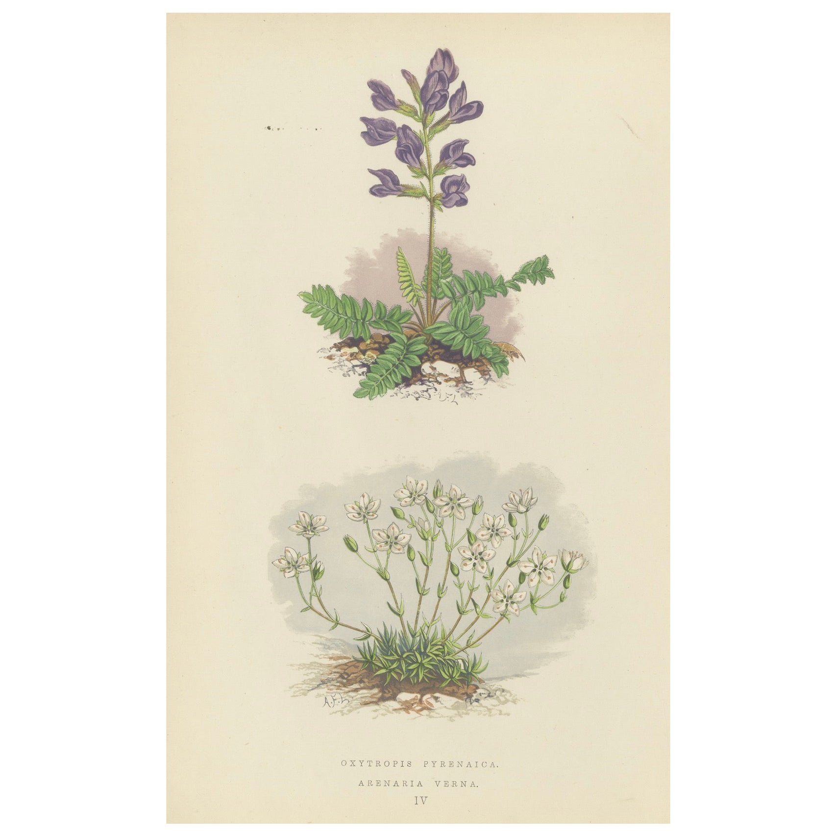Impression botanique Pyrenean Oxytrope and Spring Sandwort collectionnée à la main, 1874 en vente
