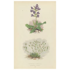 Pyrenean Oxytrope und Frühlings-Sandwort, handkolorierter botanischer Druck, 1874