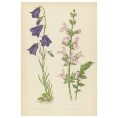 Blue Bellflower and Moroccan Sage, Hand-Coloured Botanical Print, 1874