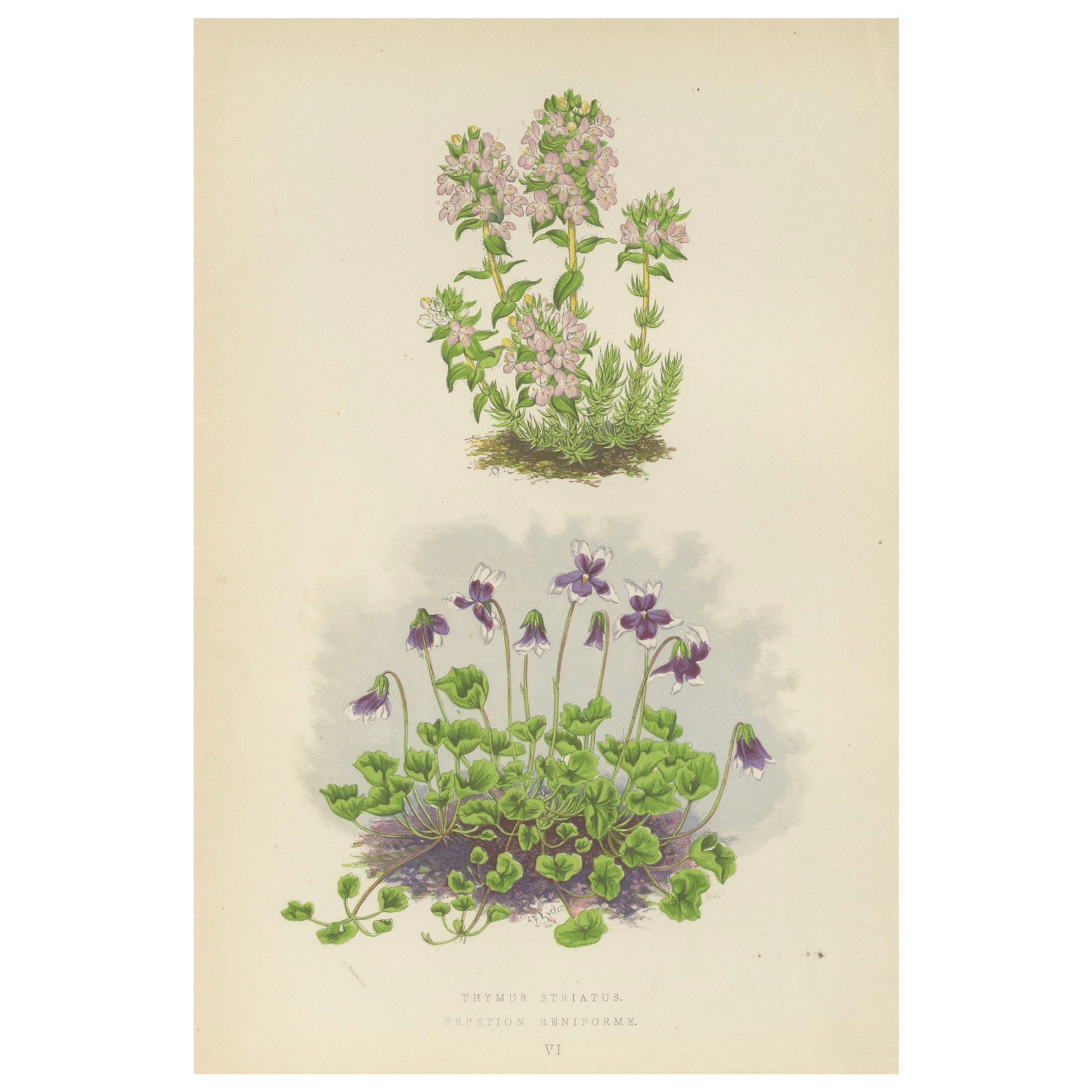 Imprimé botanique rayé violet Thyme and Kidneywort, collectionné à la main, 1874
