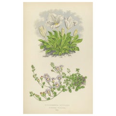 Cupflower blanco y Toadflax peludo, grabado botánico coloreado a mano, 1874