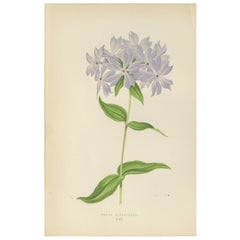 Wildblauer Phlox (Phlox Divaricata), handkolorierter botanischer Druck, 1874
