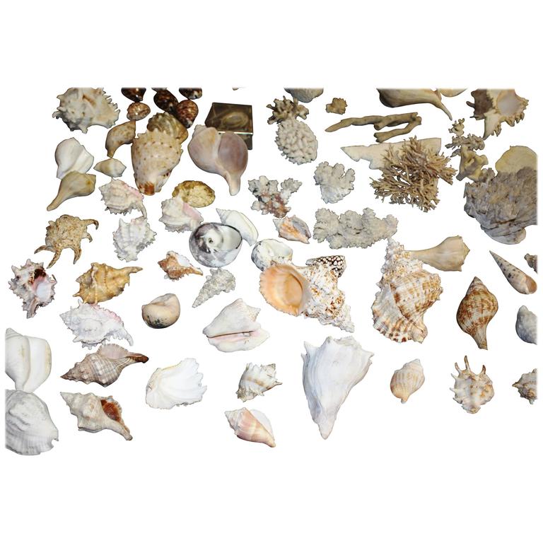 Enormous Seashell and Coral Collection at 1stDibs | seashell collection ...