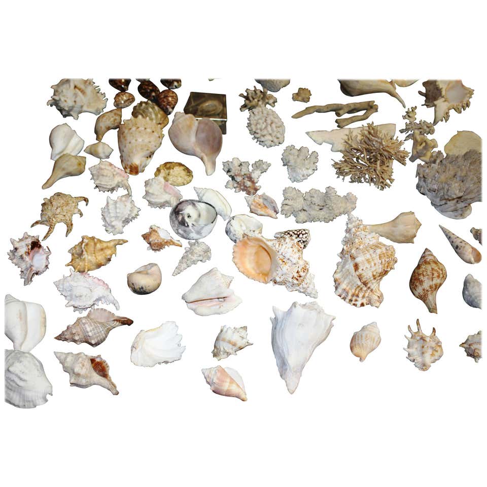 Enormous Seashell and Coral Collection at 1stDibs | seashell collection ...