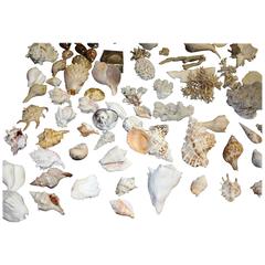 Enormous Seashell and Coral Collection