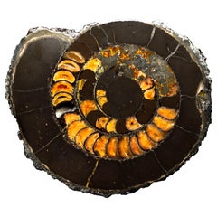 Ammonite Fossil with Calcite Incrustation // Middle Jurassic Period // 11.2 Lbs.