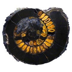 Ammonite Fossil with Calcite Incrustation // Middle Jurassic Period // 14.2 Lbs.