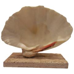 Natural Clam Shell Mounted on Coral Base 