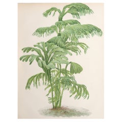 Original Antique Botanical Print - Selaginella Grandis, circa 1870