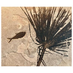 Palm Frond Fossil With Diplomystus