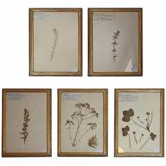 Framed French Botanicals