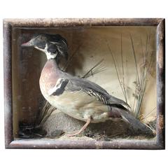 Antique Attractive Mid-19th Century Cased Taxidermy Wood Duck