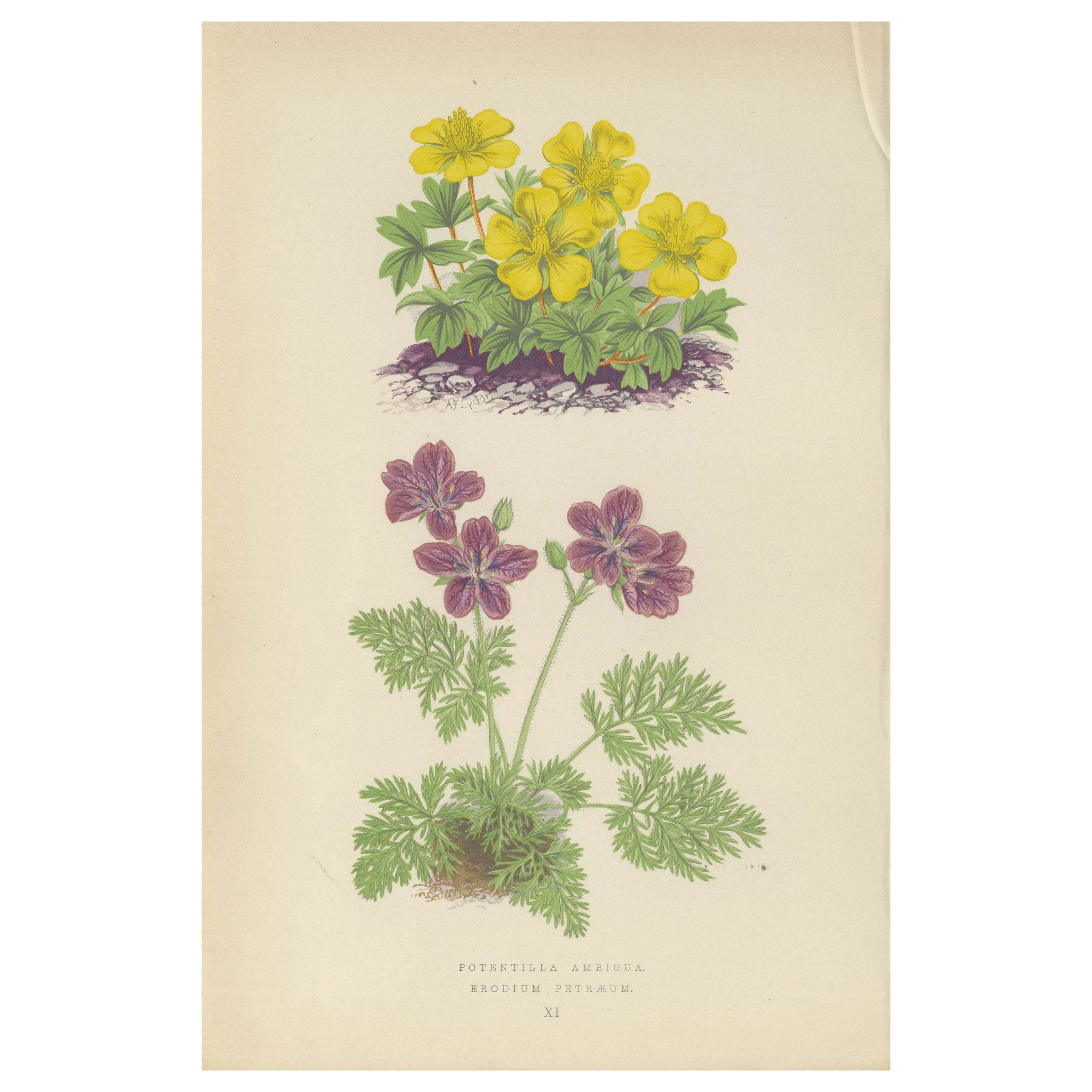 Yellow Cinquefoil and Rock Cranesbill, hand-coloured botanical print, 1874