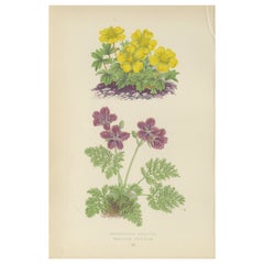 Cinquefoglio giallo e ranuncolo, stampa botanica colorata a mano, 1874