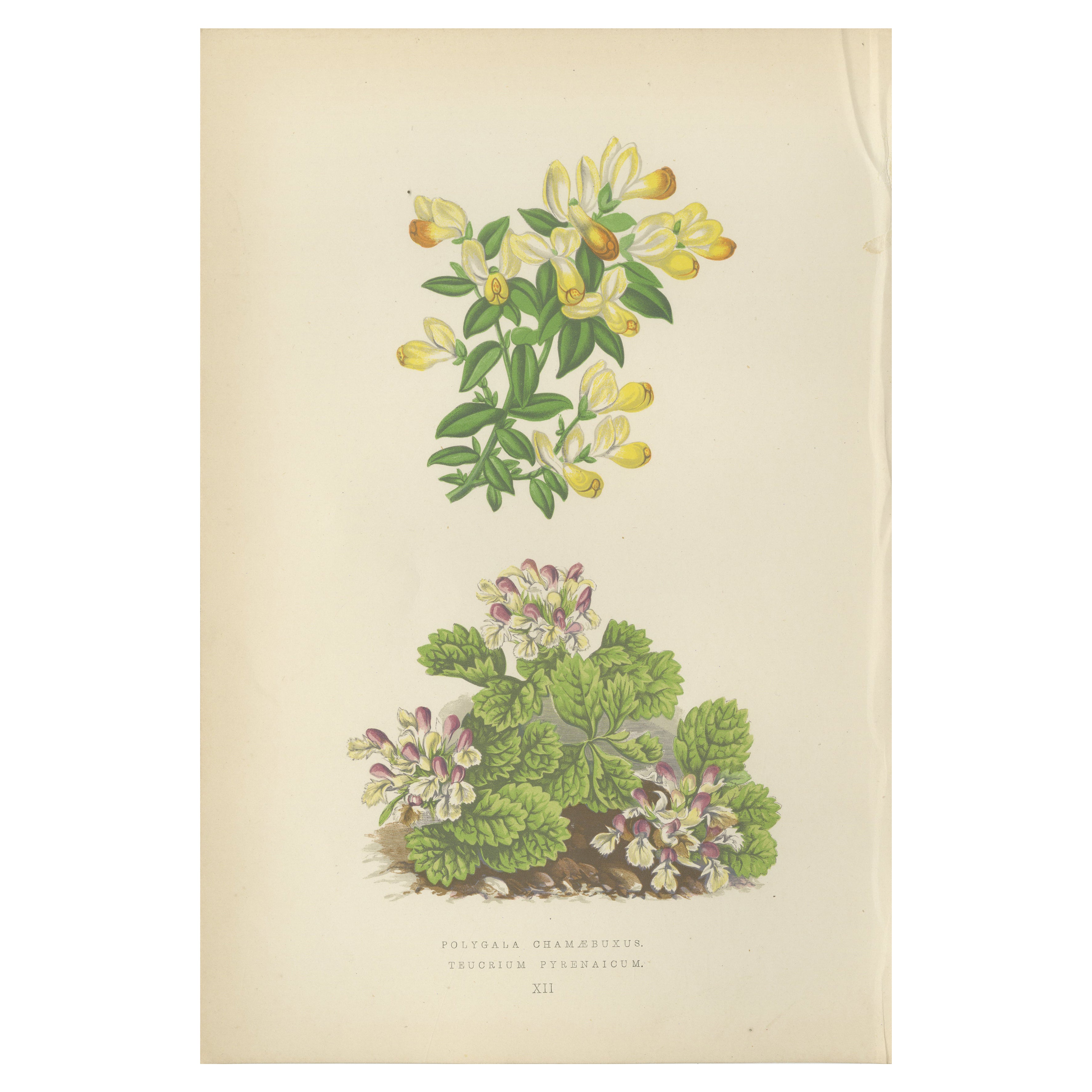 Milkwort and Pyrenean Germander, impression colorée à la main, 1874