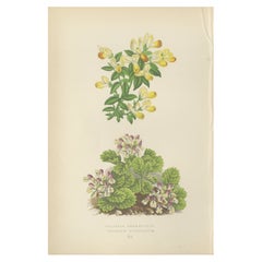 Milkwort und Pyrenean Germander, handkolorierter Druck, Bergkristall, 1874