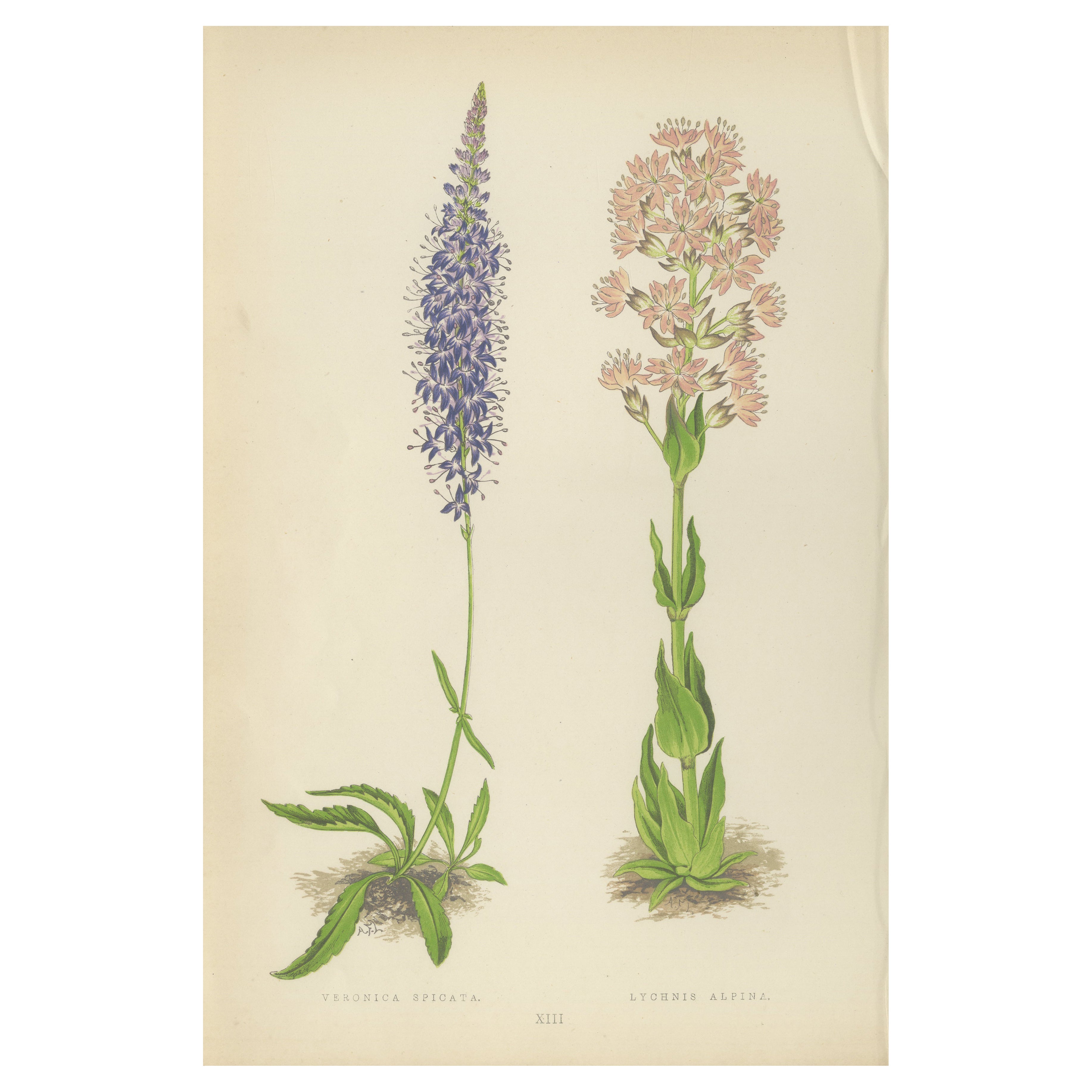 Handkolorierter botanischer Druck mit Spiked Speedwell und Alpine Catchfly 1874