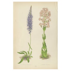 Handkolorierter botanischer Druck mit Spiked Speedwell und Alpine Catchfly 1874